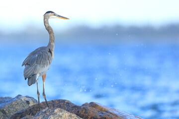 Great blue heron, Ardea herodias, Saint Andrews Sate Park, Florida, USA