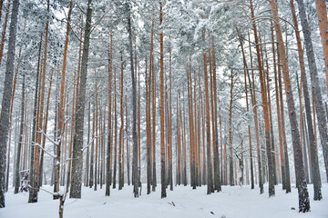 forest in winter