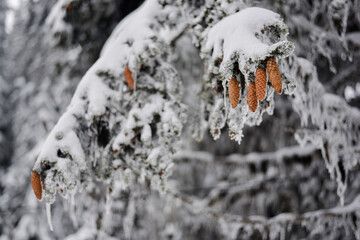 snow covered branches