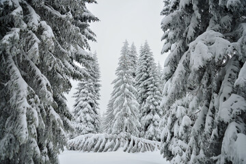 snow covered trees