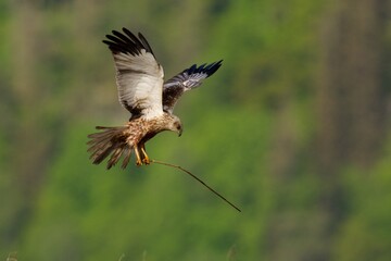 Western marsh harrier in the sky,Sweden