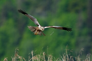 Western marsh harrier in the sky,Sweden