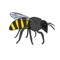 Vector hand drawn doodle sketch colored bee isolated on white background