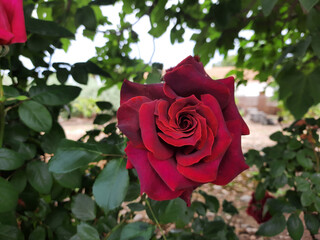 Close-up of a rose in the garden