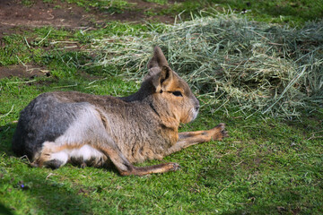 patagonian mara