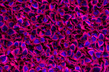 natural background with pink and red textured leaves, toned in red