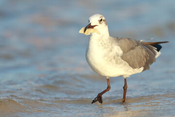 Laughing Gull, Leucophaeus atricilla, Saint Andrews Sate Park, Florida, USA