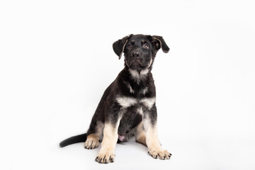 black german shepherd puppy lies on a white background and looking at camera. cute funny sleeping animals concept