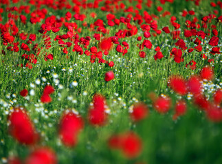 Poppies on a meadow in sunset light