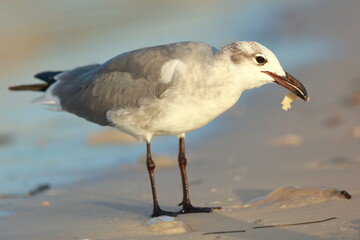Laughing Gull, Leucophaeus atricilla, Saint Andrews Sate Park, Florida, USA