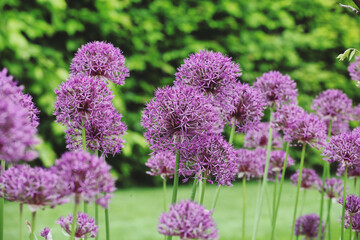 Allium 'Purple Rain' in flower