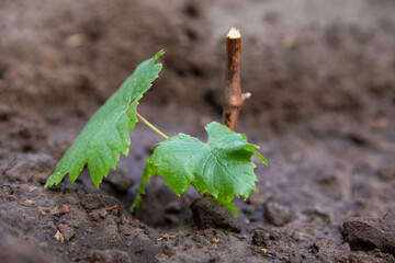 Cuttings with green leaves of young grapes planted in the ground. Young seedlings are planted in the open ground in spring and summer.