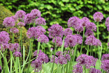 Allium 'Purple Rain' in flower