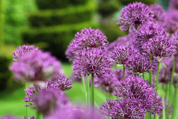 Allium 'Purple Rain' in flower