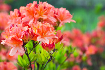 Coral rhododendron flowers background. Blossoming bush of Rhododendron