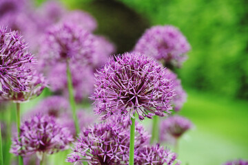 Allium 'Purple Rain' in flower