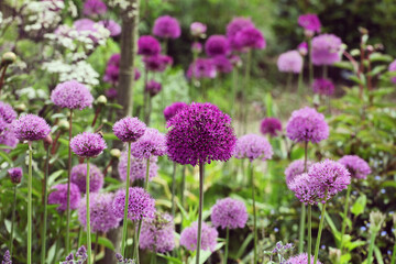 Allium 'Purple Sensation' in flower - obrazy, fototapety, plakaty