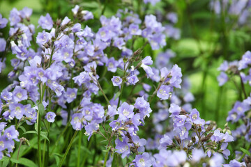 Obraz premium Polemonium reptans 'Stairway to Heaven' in flower