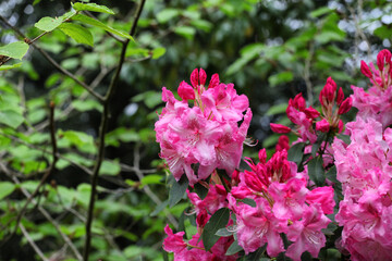 Pink Rhododendron 'Betty Wormald' in flower