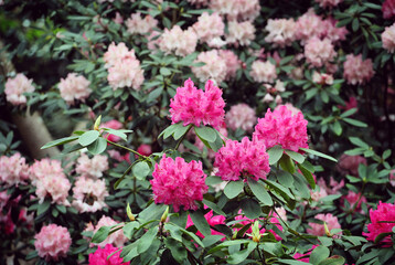 Pink Rhododendron glade  in flower