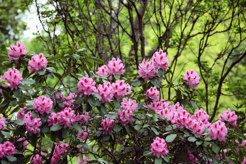 Pink and red Rhododendron 'Hachmann's Charmant' in flower