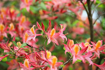 Obraz premium Western azalea, rhododendron occidentale in flower