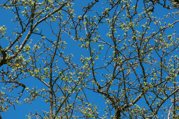Intertwined branches of just blossoming spring young leaves of an apple tree against a beautiful background of a sunny bright blue sky.