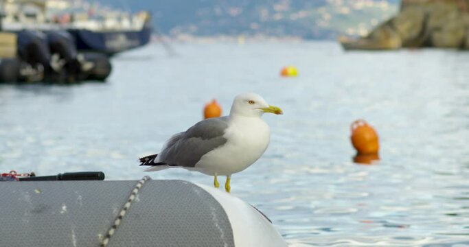 Close view of a sea bird on a motor boat near the water. There is the sea in the background - Red Camera 4K