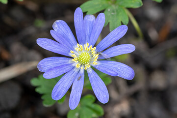 Two insects sharing a windflower or anemone blanda, one on a petal and another larger one on an...