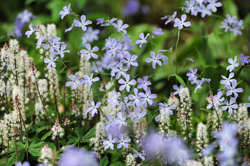 Phlox divaricata 'Clouds of Perfume' and Tiarella wherry 'Wherry's Foam Flower' in bloom
