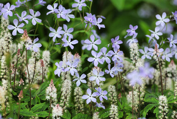 Phlox divaricata 'Clouds of Perfume' and Tiarella wherry 'Wherry's Foam Flower' in bloom