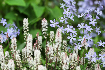 Phlox divaricata 'Clouds of Perfume' and Tiarella wherry 'Wherry's Foam Flower' in bloom
