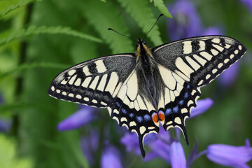 Fototapeta na wymiar 翅を広げるアゲハチョウ