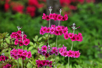 Dark pink Primula pulverulenta 'mealy primrose' in flower
