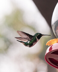 hummingbird in flight near by a birdfeeder