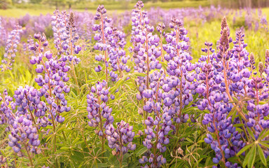 Group of purple lupine flowers in small forest