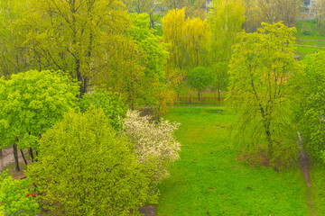 Heavy rain on a cloudy day against the background of flowering trees and green grass, wet day, rainy day landscape, rain view from window