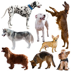 Image of many purebred dogs isolated on a white background