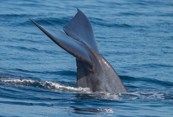 Whale tail; Fluking whale; A Blue whale showing its fluke just before it took a deep dive; blue...