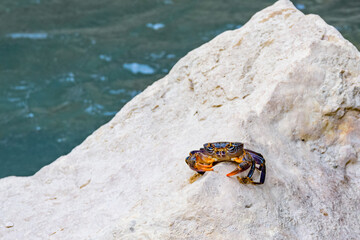 Freshwater river crab (Potamon ibericum) on the stone