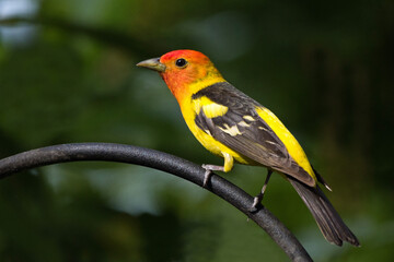 A colorful male western tanager seen in profile while perched in the sunlight.
