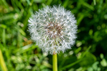 A dandelion that has gone to seed but the wind hasn't yet blown the seeds away
