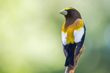 A male evening grosbeak perched in the sunlight looking back over his shoulder.