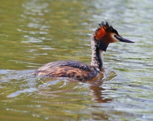 Flauschiger Haubentaucher schwimmt auf der Alster