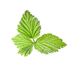 Naklejka na ściany i meble green raspberry leaf isolated on white background. young raspberry leaf cut out