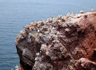 Northern Gannets Breeding On The Lummen Cliffs Of The North Sea Island Helgoland On A Sunny Summer Day