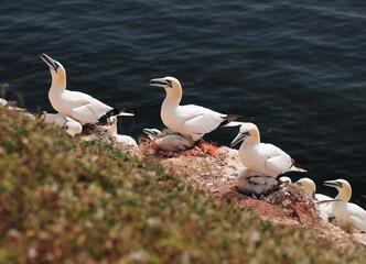 Northern Gannets Breeding On The Lummen Cliffs Of The North Sea Island Helgoland On A Sunny Summer Day