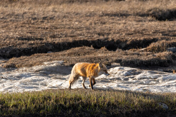 One red wild fox seen walking across a snowy and rocky landscape in northern Canada during spring...