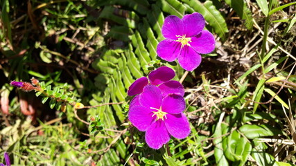 fleurs violettes endémiques à la végétation de la montagne pelée
 
