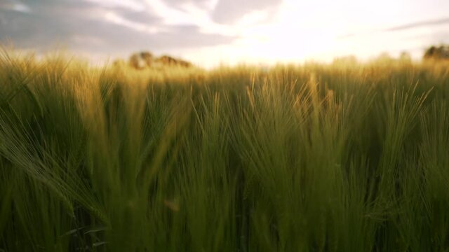 Gersten Getreidefeld bei Sonnenuntergang in 4K 120 FPS 